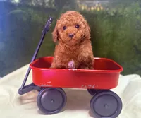 Flash, a male Poodle - Toy  for sale in Sacramento, CA – 3 of 3