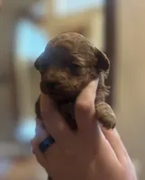 New Puppy, a  Poodle - Toy  for sale in Sacramento, CA – 3 of 5