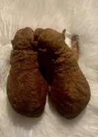 New Puppy, a  Poodle - Toy  for sale in Sacramento, CA – 5 of 5