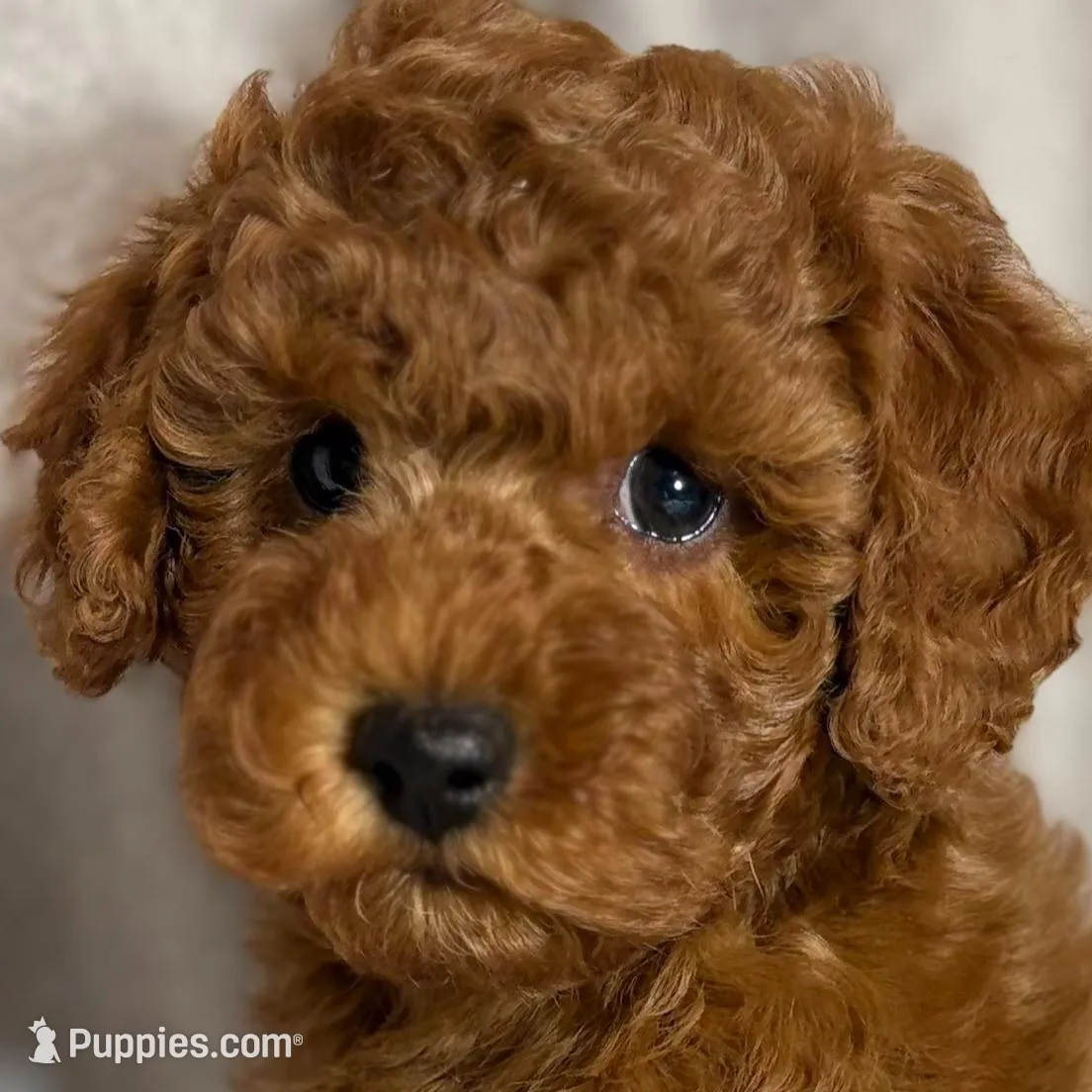 Tuvo, a male Poodle - Toy  for sale in Sacramento, CA – Photo 2 of 10