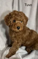 Tuvo, a male Poodle - Toy  for sale in Sacramento, CA – Photo 3 of 10