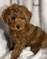 Tuvo, a male Poodle - Toy  for sale in Sacramento, CA – Photo 10 of 10