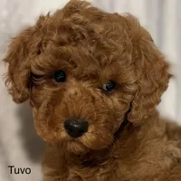 Tuvo, a male Poodle - Toy  for sale in Sacramento, CA – Photo 9 of 10