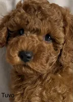 Tuvo, a male Poodle - Toy  for sale in Sacramento, CA – Photo 5 of 10