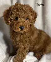 Tuvo, a male Poodle - Toy  for sale in Sacramento, CA – Photo 6 of 10