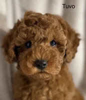 Tuvo, a male Poodle - Toy  for sale in Sacramento, CA – Photo 8 of 10