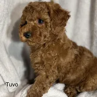 Tuvo, a male Poodle - Toy  for sale in Sacramento, CA – Photo 4 of 10