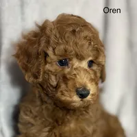 Oren, a male Poodle - Toy  for sale in Sacramento, CA – Photo 2 of 10
