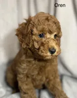 Oren, a male Poodle - Toy  for sale in Sacramento, CA – Photo 5 of 10