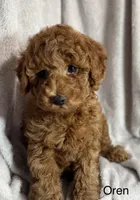 Oren, a male Poodle - Toy  for sale in Sacramento, CA – Photo 6 of 10