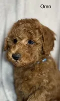 Oren, a male Poodle - Toy  for sale in Sacramento, CA – Photo 1 of 10