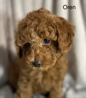 Oren, a male Poodle - Toy  for sale in Sacramento, CA – Photo 8 of 10