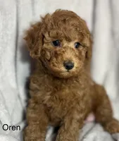 Oren, a male Poodle - Toy  for sale in Sacramento, CA – Photo 4 of 10