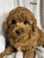 Rina, a female Poodle - Toy  for sale in Sacramento, CA – Photo 9 of 10