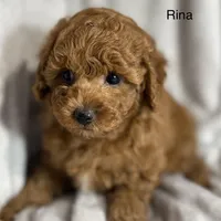 Rina, a female Poodle - Toy  for sale in Sacramento, CA – Photo 2 of 10