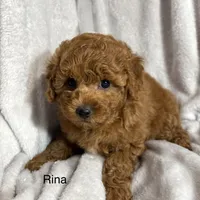 Rina, a female Poodle - Toy  for sale in Sacramento, CA – Photo 6 of 10