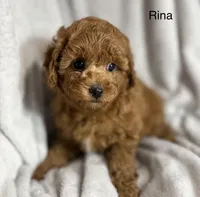 Rina, a female Poodle - Toy  for sale in Sacramento, CA – Photo 1 of 10