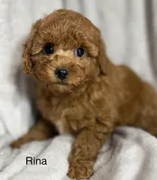 Rina, a female Poodle - Toy  for sale in Sacramento, CA – Photo 3 of 10