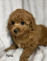 Rina, a female Poodle - Toy  for sale in Sacramento, CA – Photo 8 of 10