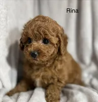 Rina, a female Poodle - Toy  for sale in Sacramento, CA – Photo 7 of 10