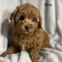 Rina, a female Poodle - Toy  for sale in Sacramento, CA – Photo 4 of 10