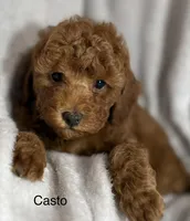 Casto, a male Poodle - Toy  for sale in Sacramento, CA – Photo 6 of 10