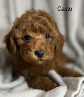 Casto, a male Poodle - Toy  for sale in Sacramento, CA – Photo 9 of 10