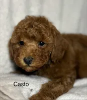 Casto, a male Poodle - Toy  for sale in Sacramento, CA – Photo 4 of 10