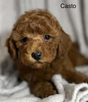 Casto, a male Poodle - Toy  for sale in Sacramento, CA – Photo 10 of 10