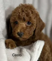 Casto, a male Poodle - Toy  for sale in Sacramento, CA – Photo 7 of 10