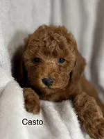 Casto, a male Poodle - Toy  for sale in Sacramento, CA – Photo 3 of 10