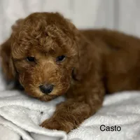 Casto, a male Poodle - Toy  for sale in Sacramento, CA – Photo 2 of 10