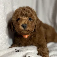 Casto, a male Poodle - Toy  for sale in Sacramento, CA – Photo 8 of 10