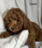 Casto, a male Poodle - Toy  for sale in Sacramento, CA – Photo 5 of 10