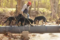 Brindle, a male Belgian Malinois and German Shepherd Dog for sale in Ava, MO – 4 of 6