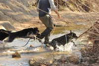 Scout, a male Belgian Malinois and German Shepherd Dog for sale in Ava, MO – 7 of 9
