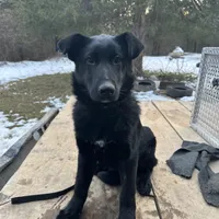 Shadow, a male Belgian Malinois and German Shepherd Dog for sale in Ava, MO – 3 of 6