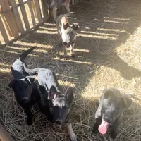 Shadow, a male Belgian Malinois and German Shepherd Dog for sale in Ava, MO – 4 of 6