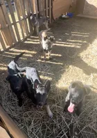 processed/c5dd2203-590f-4885-95c8-c7762f694b97/listing/22a23f6f-9110-40a8-ab63-3f3d41809458/7526f8a8-7d42-49d4-b938-819ead8fcf5e