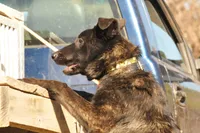 Brindle, a male Belgian Malinois and German Shepherd Dog for sale in Ava, MO – 6 of 6