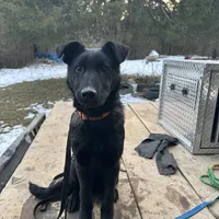 Brindle, a male Belgian Malinois and German Shepherd Dog for sale in Ava, MO – 3 of 6