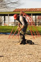Scout, a male Belgian Malinois and German Shepherd Dog for sale in Ava, MO – 8 of 9