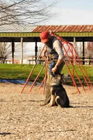 Scout, a male Belgian Malinois and German Shepherd Dog for sale in Ava, MO – 4 of 9