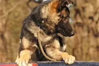 Scout, a male Belgian Malinois and German Shepherd Dog for sale in Ava, MO – 1 of 9