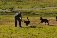 Shadow, a male Belgian Malinois and German Shepherd Dog for sale in Ava, MO – 6 of 6
