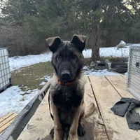 Yapper, a male Belgian Malinois and German Shepherd Dog for sale in Ava, MO – 2 of 3