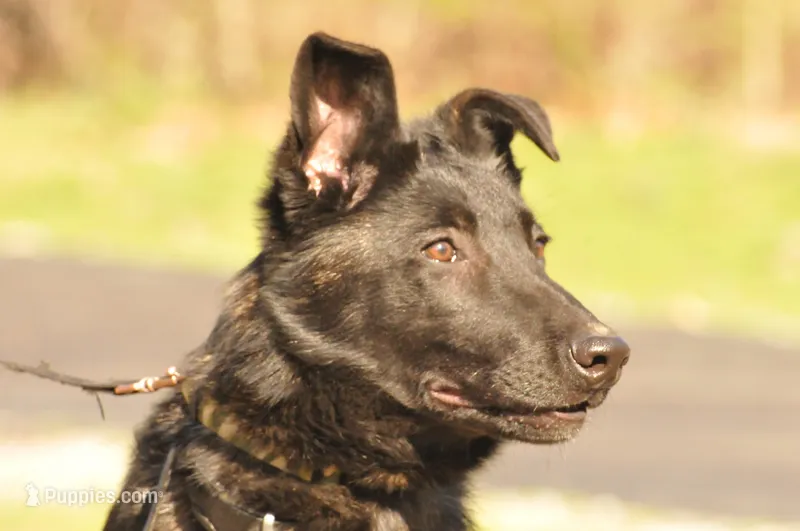 Brindle – Belgian Malinois, German Shepherd Dog puppy for sale in Ava, MO