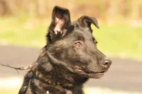 Brindle, a male Belgian Malinois and German Shepherd Dog for sale in Ava, MO – 1 of 6