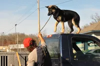 Scout, a male Belgian Malinois and German Shepherd Dog for sale in Ava, MO – 6 of 9