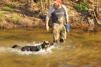 Scout, a male Belgian Malinois and German Shepherd Dog for sale in Ava, MO – 9 of 9